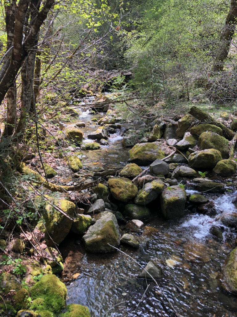 Downieville Fly Fishing Creek