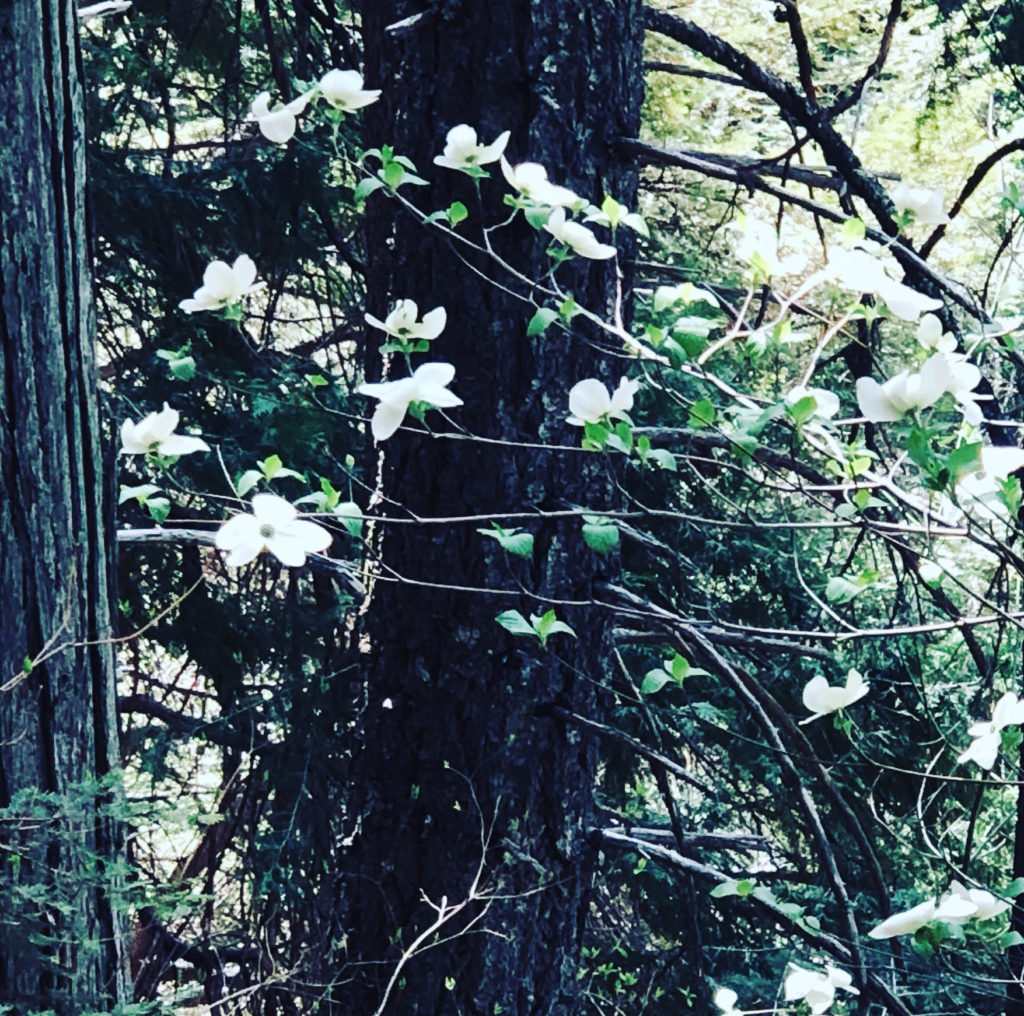 Pacific Dogwood North Yuba Trail