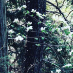 Pacific Dogwood North Yuba Trail