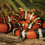 California Mountain Kingsnake