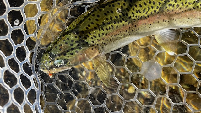 North Yuba Rainbow