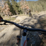 Downieville Downhill