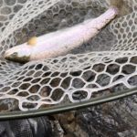 North Yuba Rainbow Trout