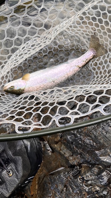 North Yuba Rainbow Trout