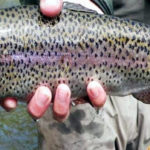 Putah Creek Rainbow Trout