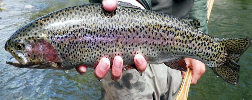Putah Creek Rainbow Trout
