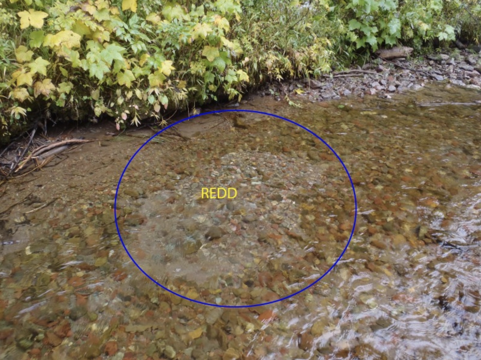 What do Redds (trout egg beds) look like – NorthYubaGuide