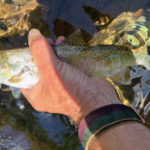 North Yuba Fishing Report