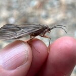 October Caddis on North Fork Yuba River