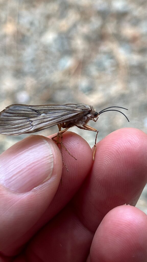 October Caddis on North Fork Yuba River